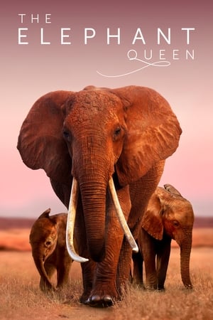 Capa do filme A Rainha Elefante